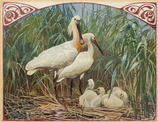 Spoonbills and young